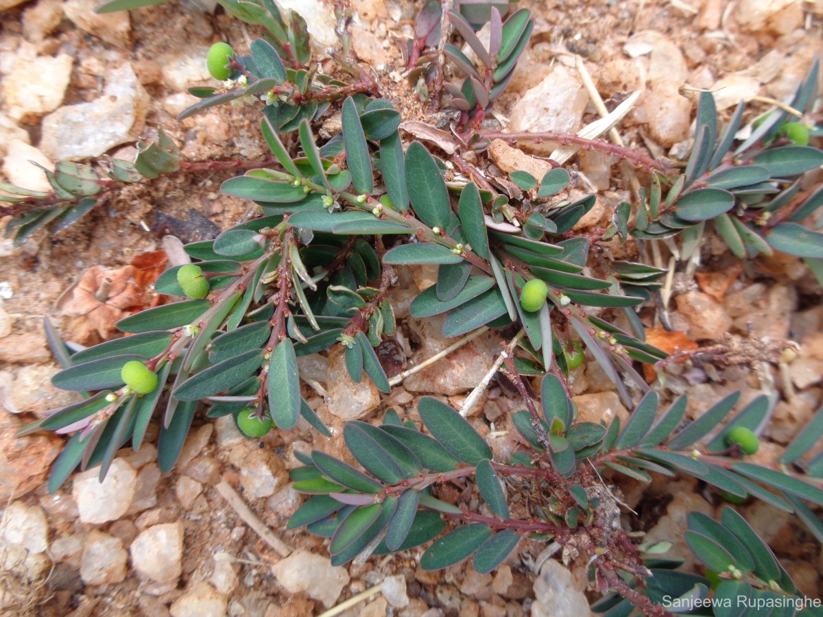 Phyllanthus urinaria L.